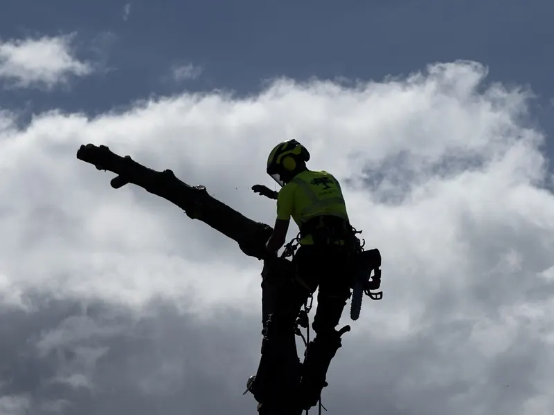 Arborist med rep och sele högst upp på en nedkapad stam