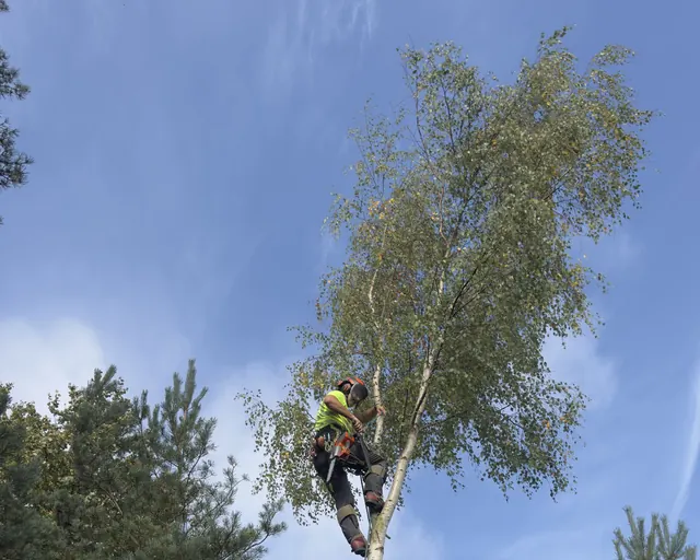 Arborist klättrar med rep i en hög björk inför fällning