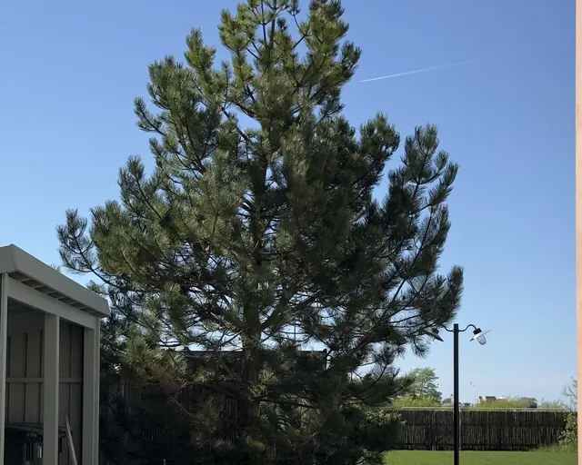 Hög tall på villatomt bredvid en carport