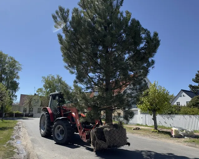 Traktor med lastare transporterar en tall längs en väg